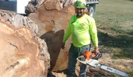 StumpGrinding Mitchell Tree Company Lathrop, MO