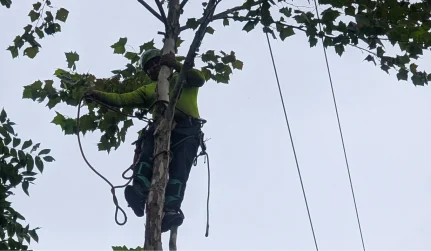 UtilityLineClearing Mitchell Tree Company Lathrop, MO
